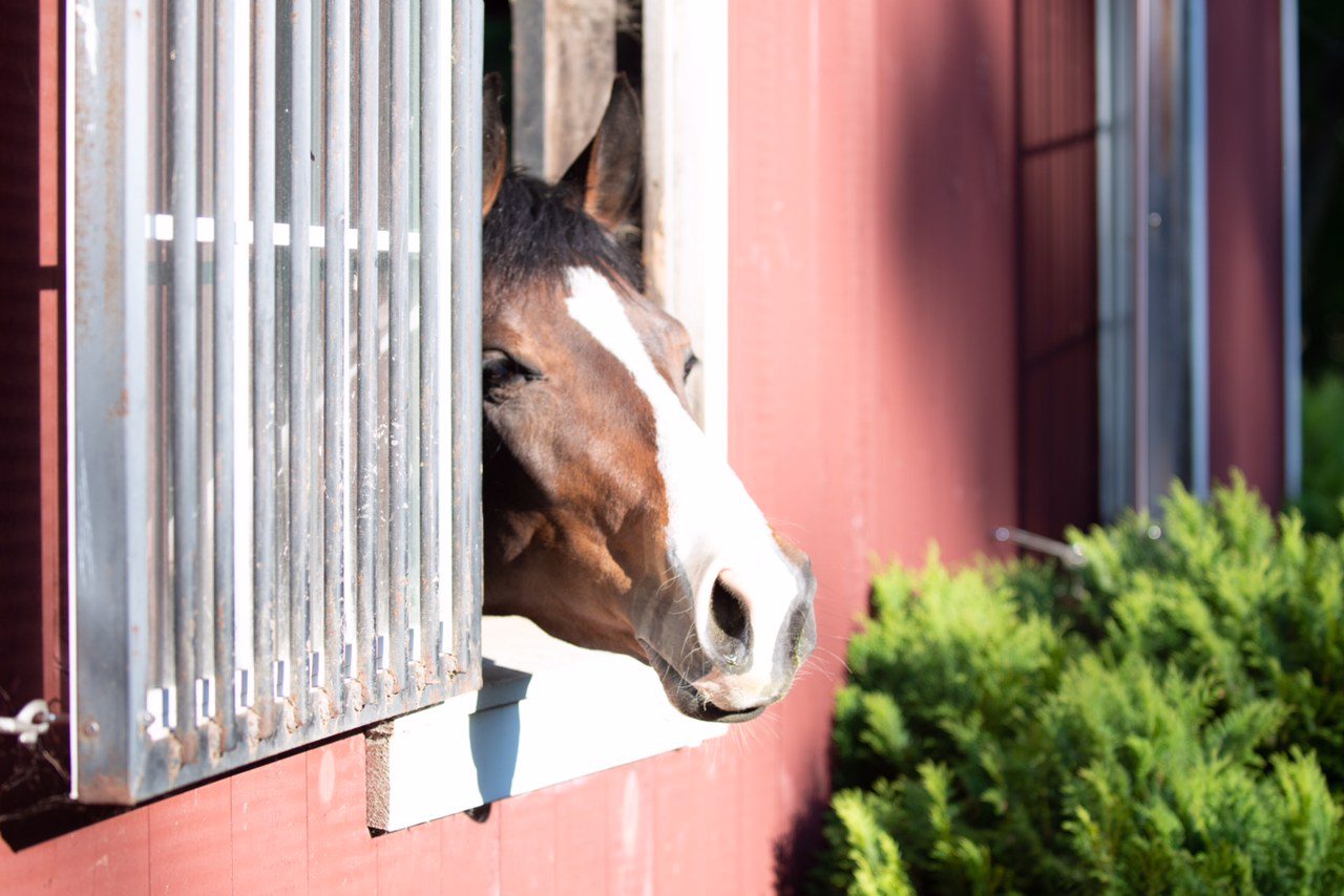 State Finds No Evidence of Animal Cruelty in Show Horse Death - The  Connecticut Examiner