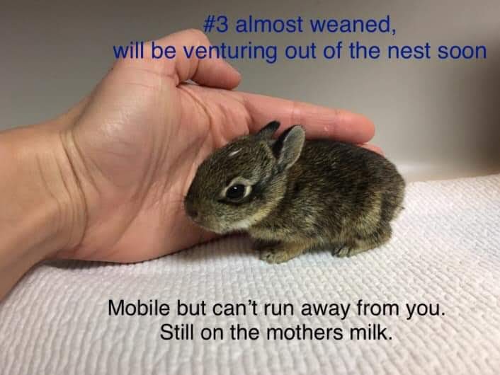 How to Tell How Old a Wild Bunny Is