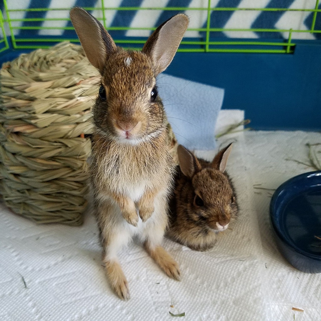 It's Baby Rabbit Season, Wildlife Experts Say 'Check Your Backyard' - The  Connecticut Examiner